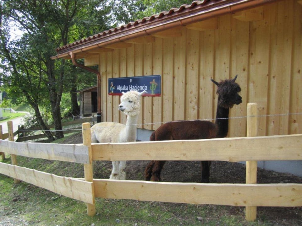 Alpaka Oberjoch - Familux Resort