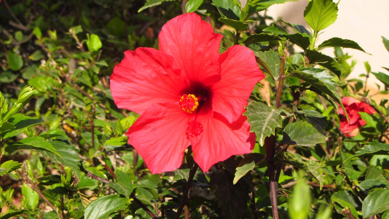 Gartenanlage Hotel Riu Oliva Beach - Hotel