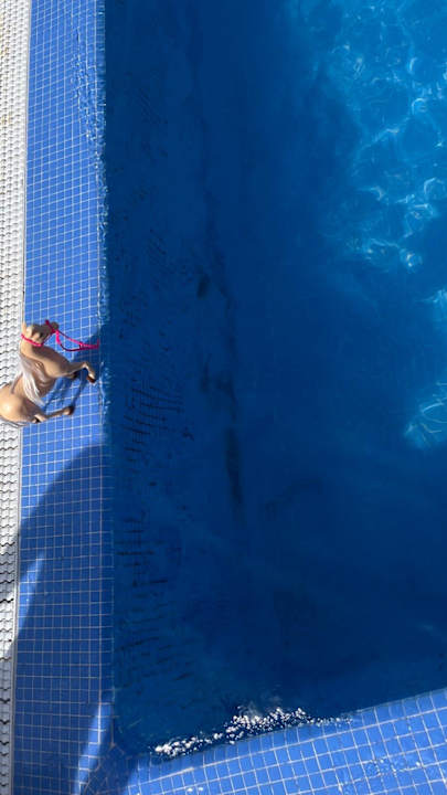 Pool Hotel Riu Buenavista