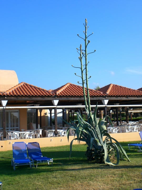 Kleines Restaurant Anissa Beach & Village