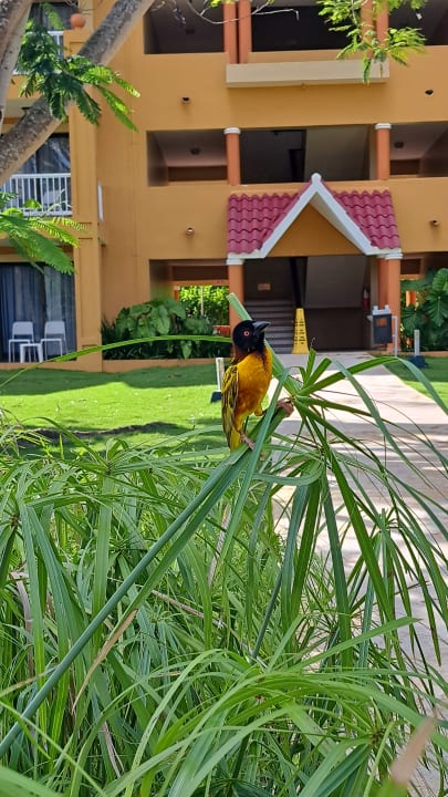 Gartenanlage Hotel Viva Dominicus Palace by Wyndham-All Inclusive Resort