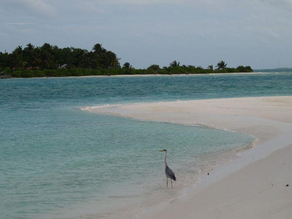Strand Meeru Maldives Resort Island