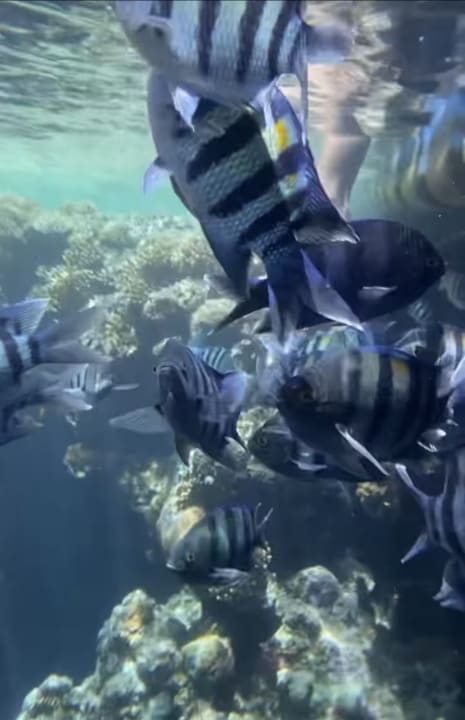 Strand SUNRISE Remal Beach Resort