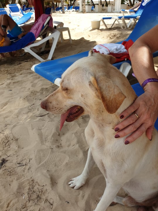 Strand Bahia Principe Grand El Portillo