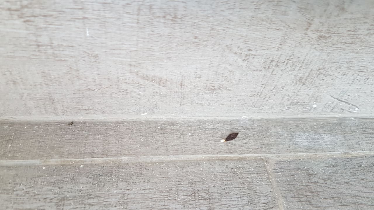 "Mäusekot auf dem Balkon" Dreams Dominicus La Romana (Bayahibe) • HolidayCheck (Dominikanische