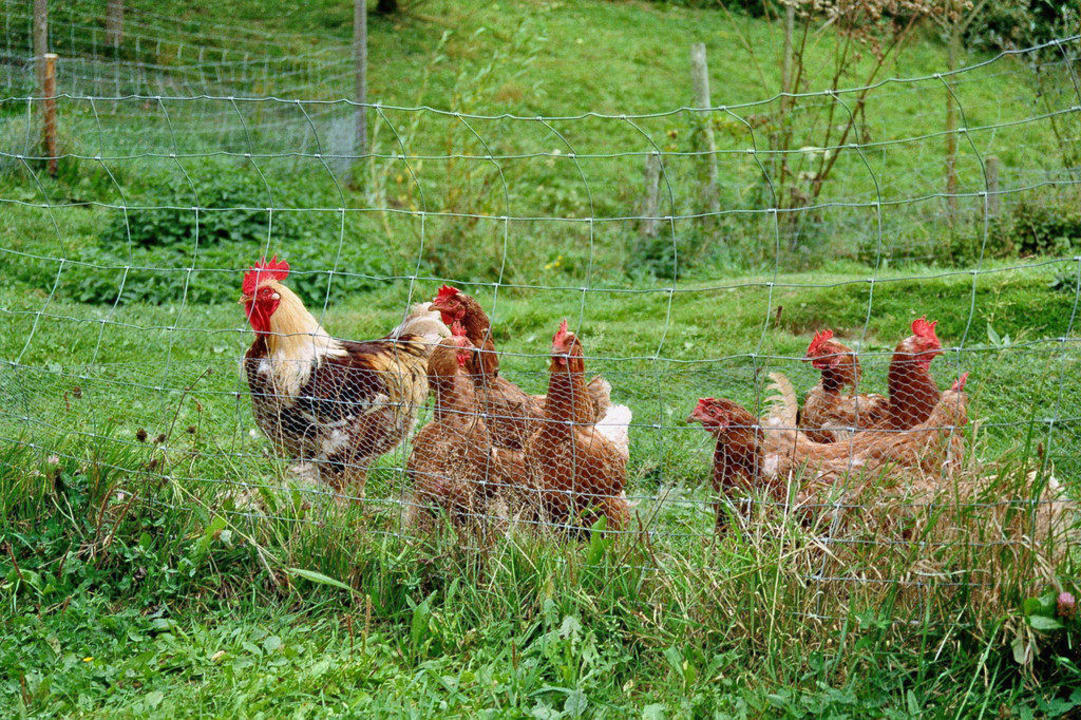 "Tierbewohner Vom S`Fleckl..." S'Fleckli Bioland Ferienbauernhof ...