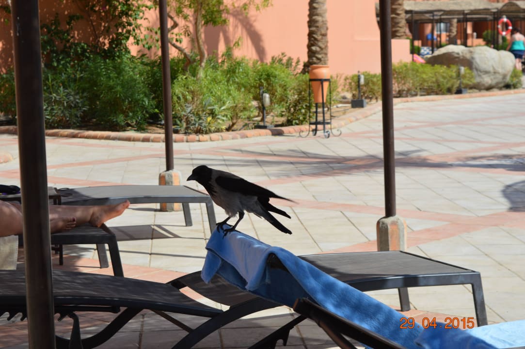 Местные птицы  Jaz Makadi Oasis Resort