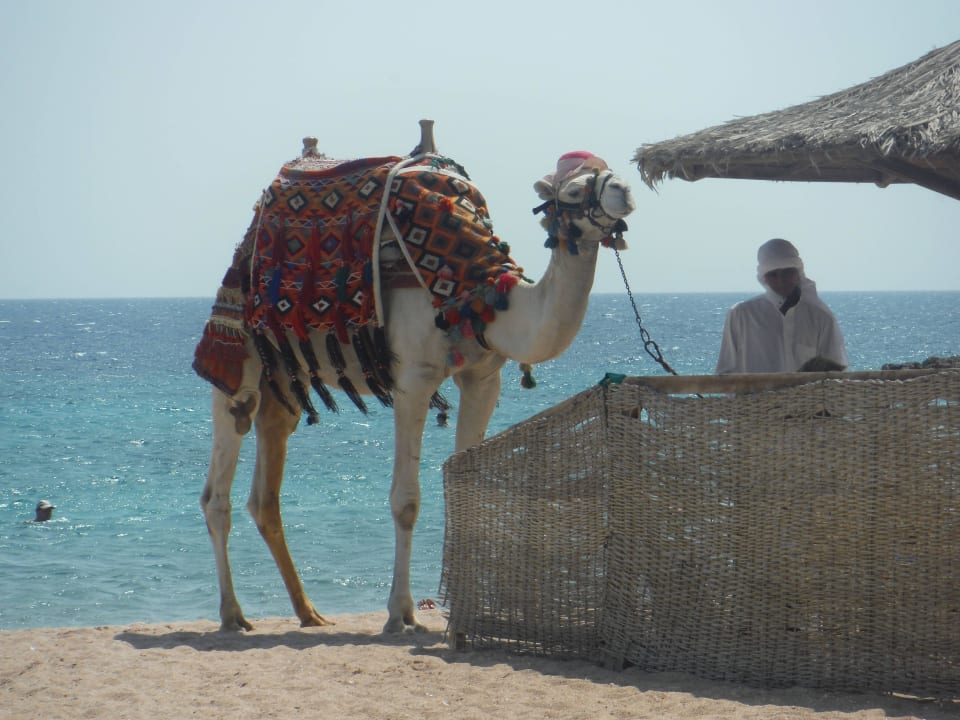 Der freudlichste Hotelangestellte - Maxi das Kamel Hotel Mercure Hurghada