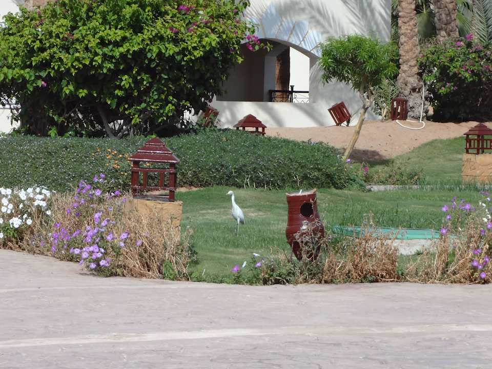 На территории ходят цапли))) Regency Plaza Aqua Park & Spa