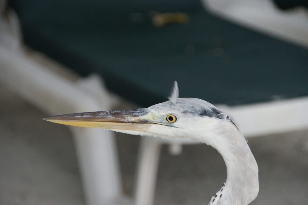 Sonstiges Vilamendhoo Island Resort & Spa