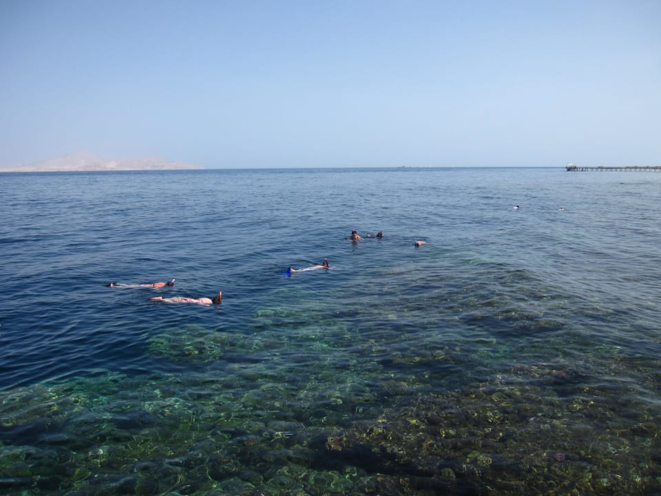 Schnorcheln am Riff TUI MAGIC LIFE Redsina Sharm El Sheikh