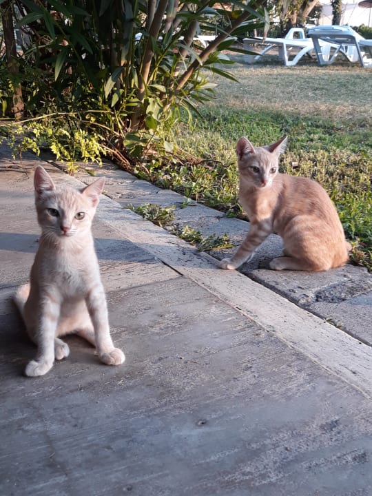 Sonstiges Dogan Paradise Beach