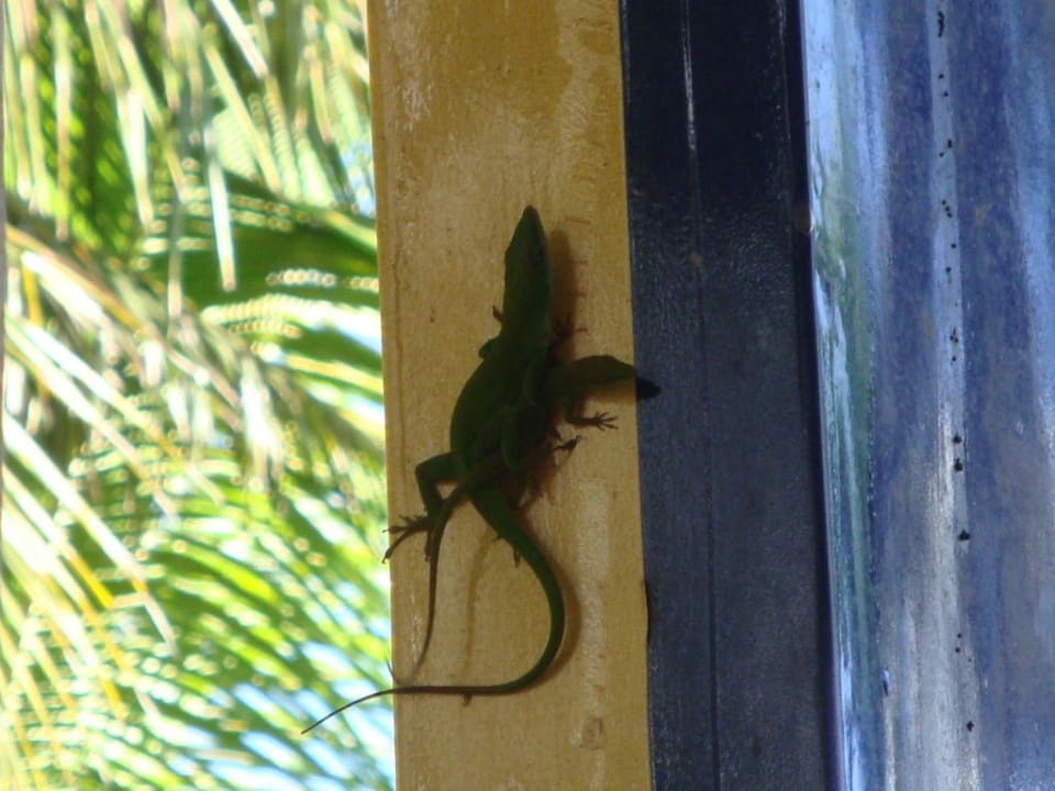 Kuscheln Hotel Villa Taina