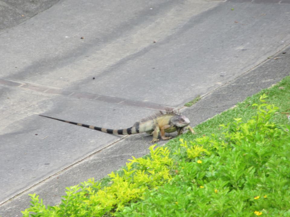 Gartenanlage Grand Decameron Panama, A Trademark All Inclusive Resort
