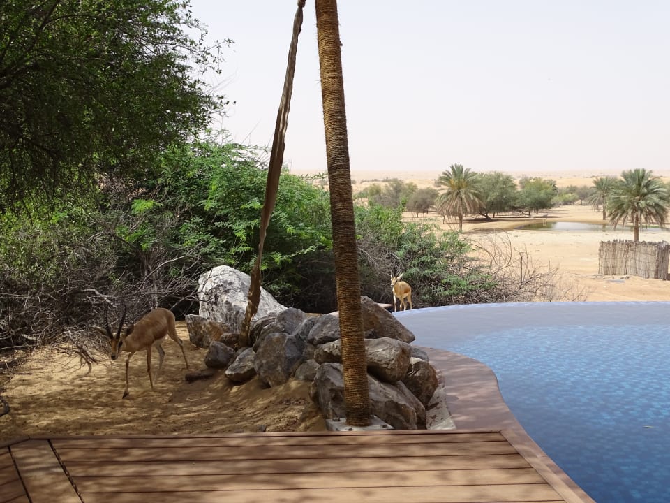 Ausblick Al Maha, A Luxury Collection Desert Resort & Spa