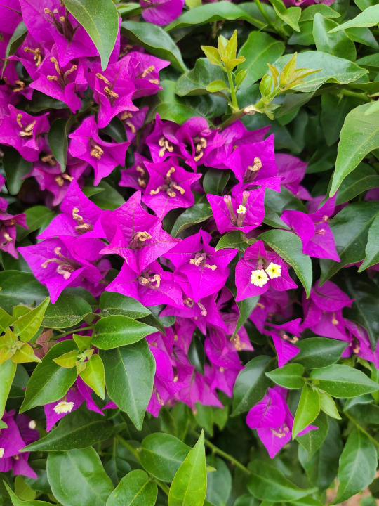 Gartenanlage Hipotels Mediterraneo Club