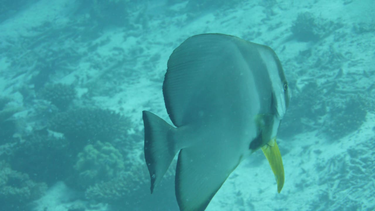 Fledermausfisch Angaga Island Resort