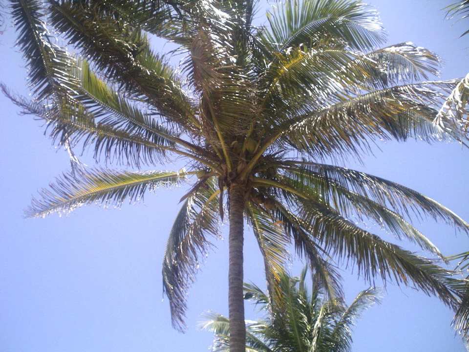 Palme Starfish Cuatro Palmas