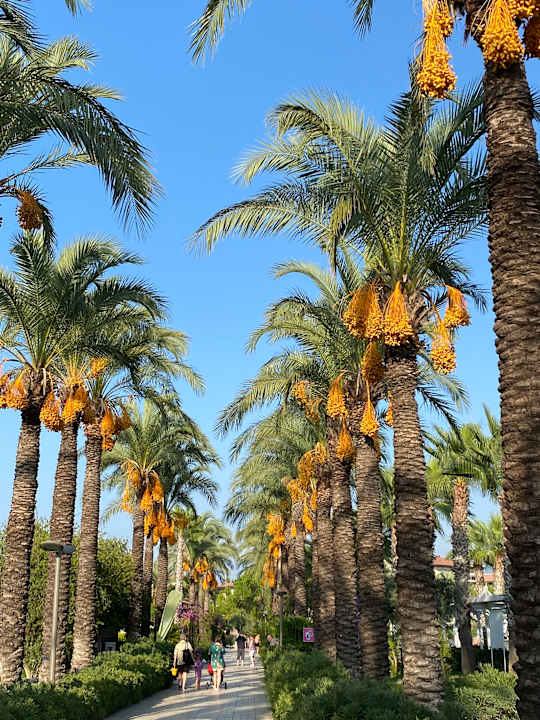 Gartenanlage Calimera Serra Palace