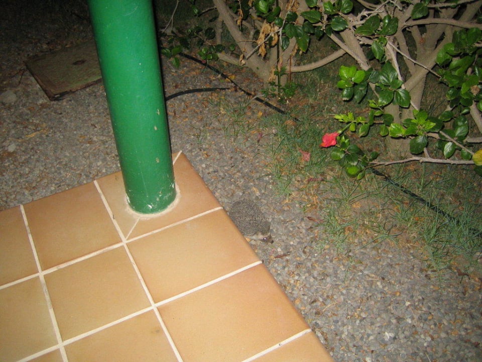 Nächtlicher Besuch Bungalows Cordial Sandy Golf