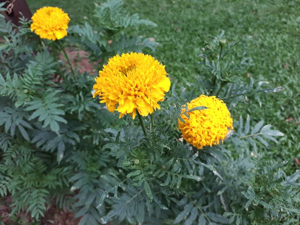 Gartenanlage Deevana Patong Resort & Spa