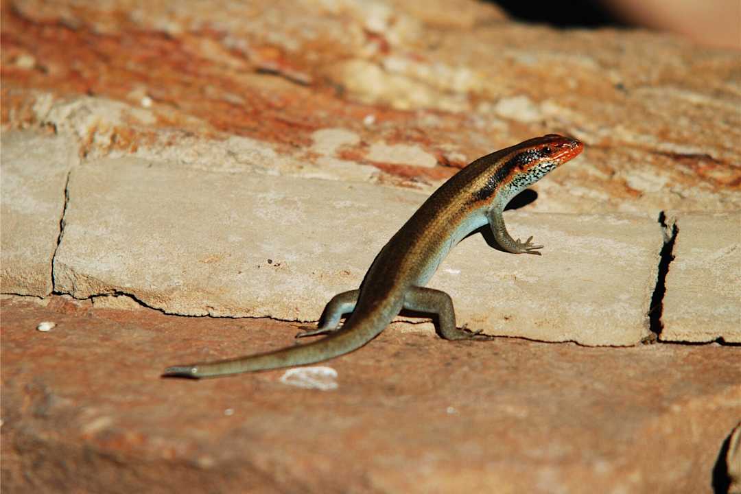 Skink Kalahari Bush Breaks Lodge