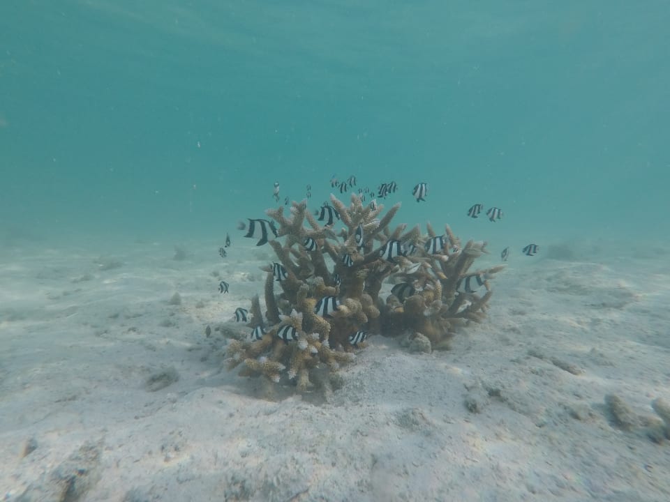 Sport & Freizeit Palm Beach Resort & Spa Maldives