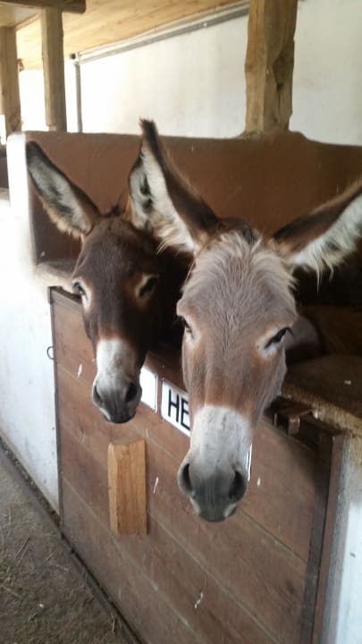 Sonstiges Bambini-Ponyhof