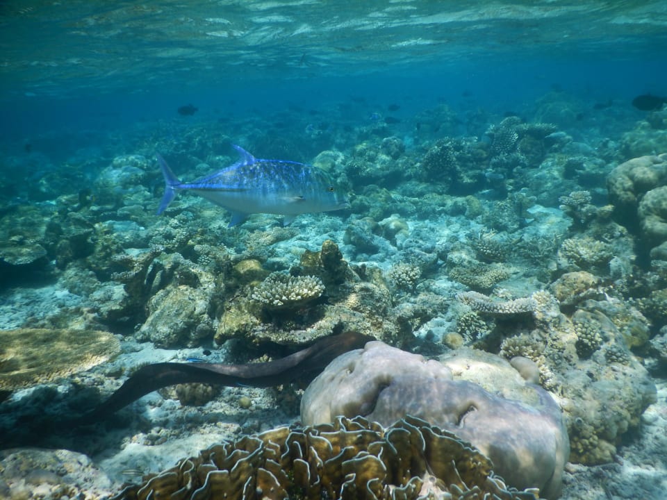 März 2016 Fihalhohi Maldives