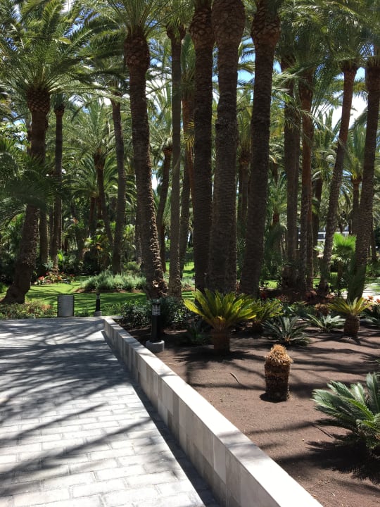 Gartenanlage Hotel Riu Palace Oasis