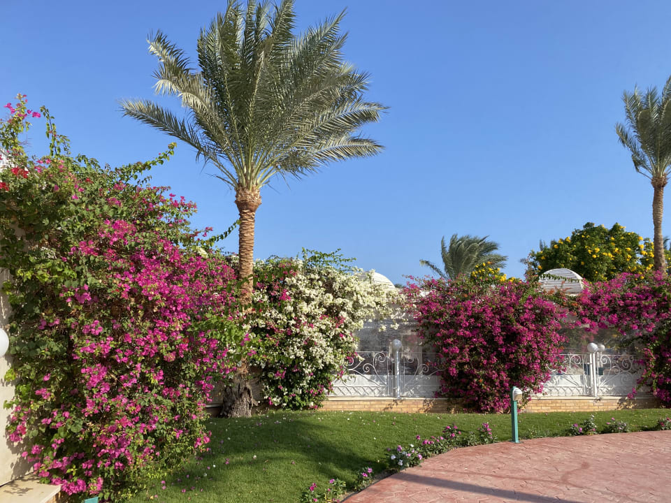 Gartenanlage Desert Rose