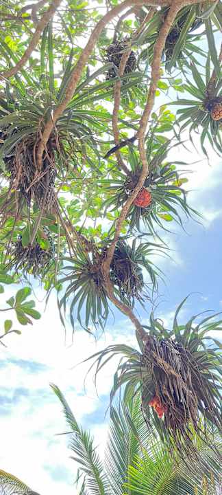 Gartenanlage Pandanus Beach Resort & Spa