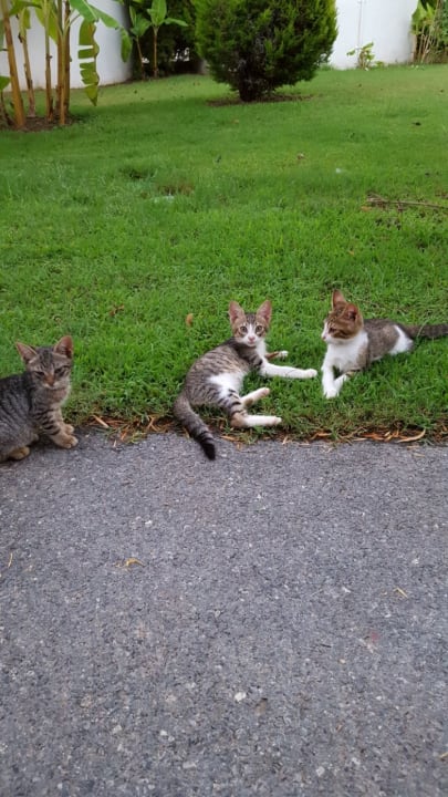 Gartenanlage Hotel Miracle Resort