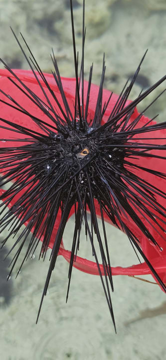 Sonstiges TUI Blue Bahari Zanzibar