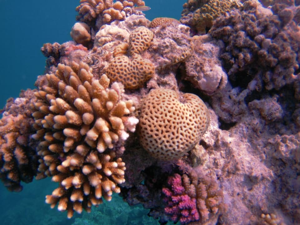 Strand Marina Resort Port Ghalib, a member of Radisson Individuals