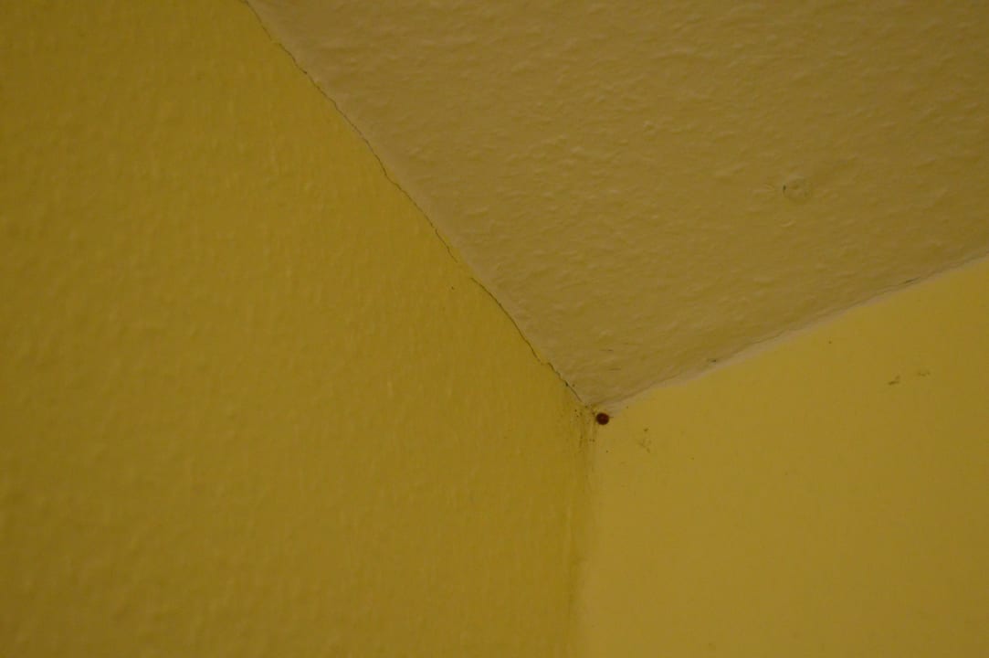 Die Insekten im Hotel! B&B Hotel Berlin Genshagen-Süd