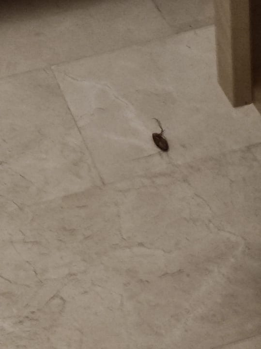 Zimmer Hotel Grand Palladium Palace Resort, Spa & Casino