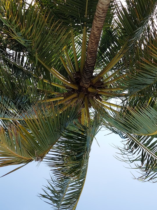 Gartenanlage Villa Park Sun Island