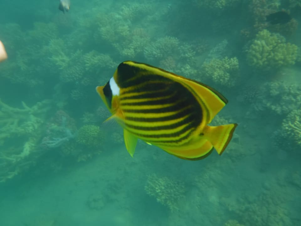 Strand Jaz Makadi Oasis Resort