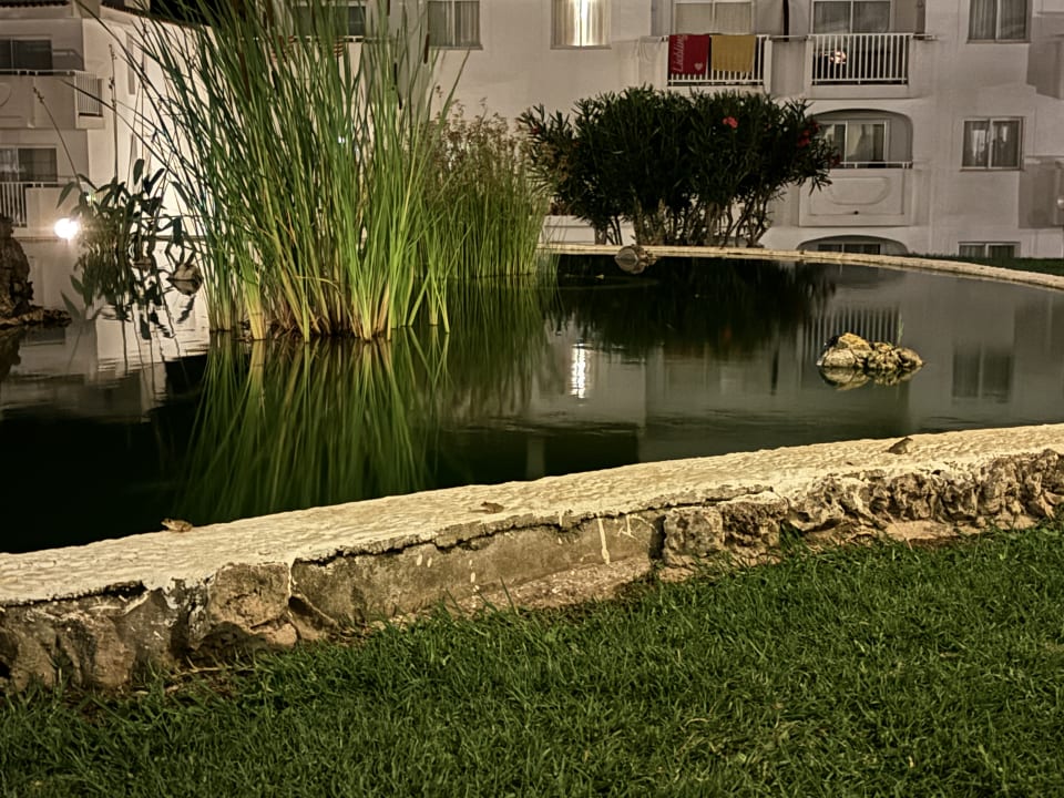 Gartenanlage blau punta reina