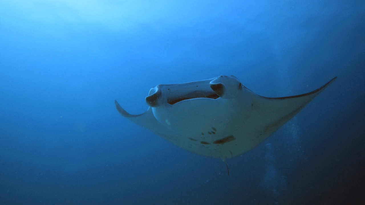 Sport & Freizeit Adaaran Select Meedhupparu Island Resort - Premium All Inclusive