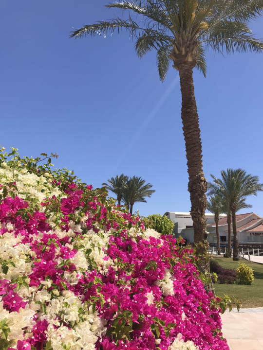 Ausblick Pickalbatros Dana Beach Resort - Hurghada