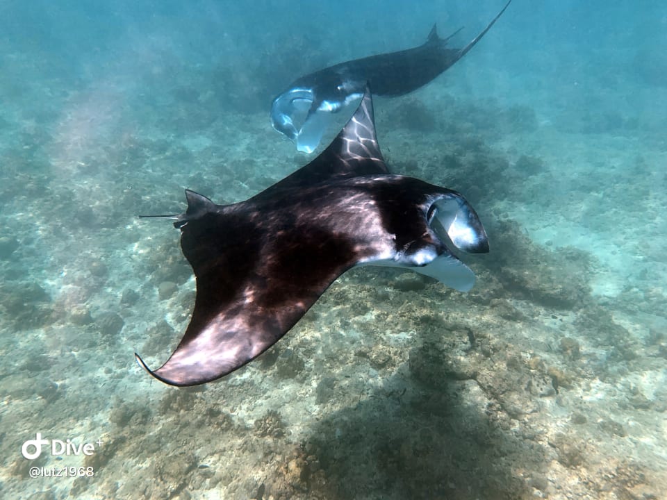 Sport & Freizeit Summer Island Maldives