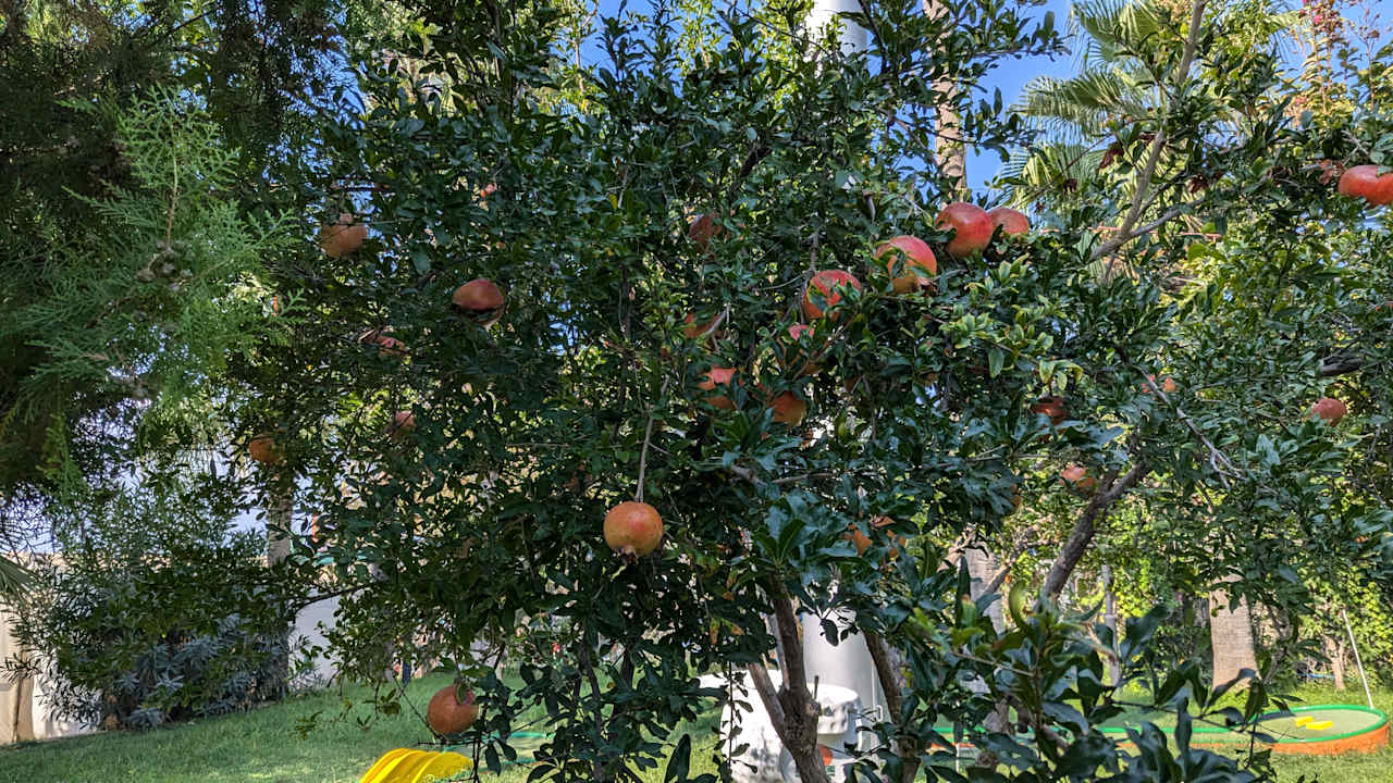 Gartenanlage Saphir Resort & Spa