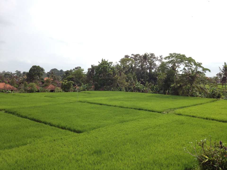 Traumhafter Blick von unserer Terrasse Kunang-Kunang Guesthouse