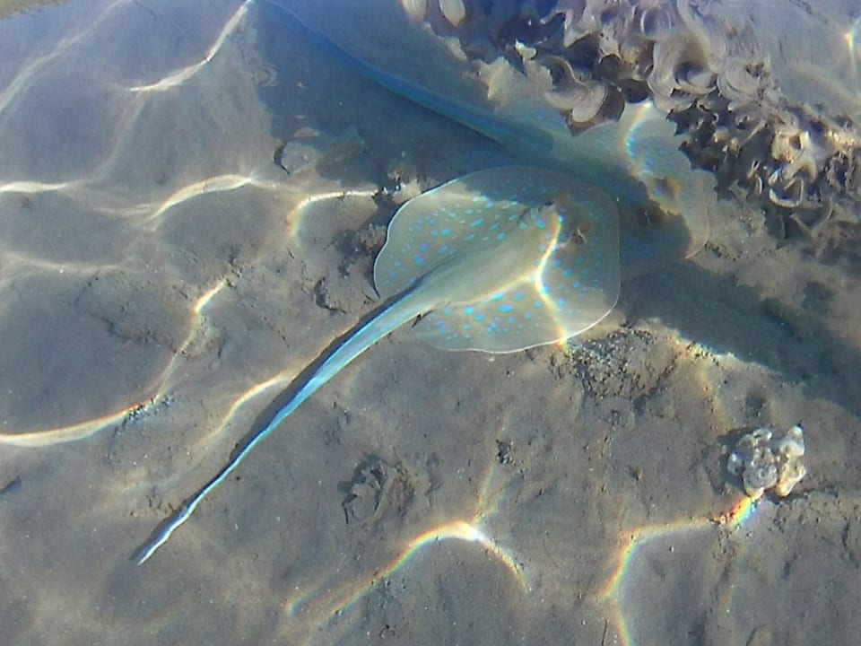 Strand Steigenberger Coraya Beach - Adults only