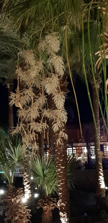 Gartenanlage Jaz Makadi Oasis Resort