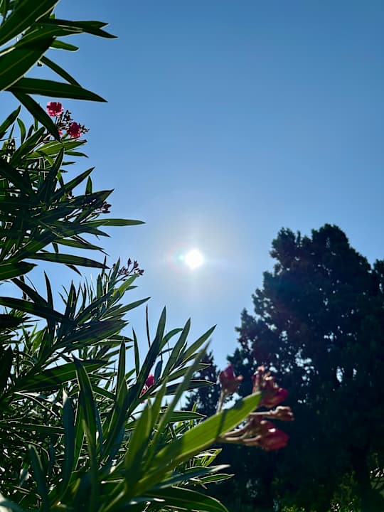 Gartenanlage Marhaba Royal Salem