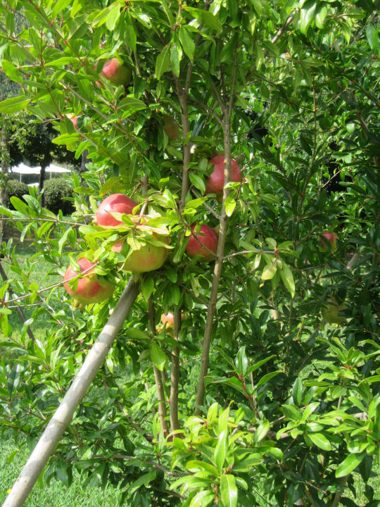 Gartenanlage Iberostar Waves Bellevue