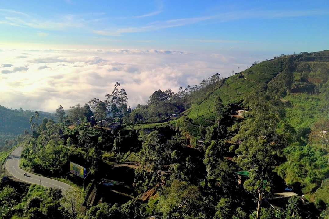 Plantacje herbaty nad chmurami Olympus Plaza Hotel